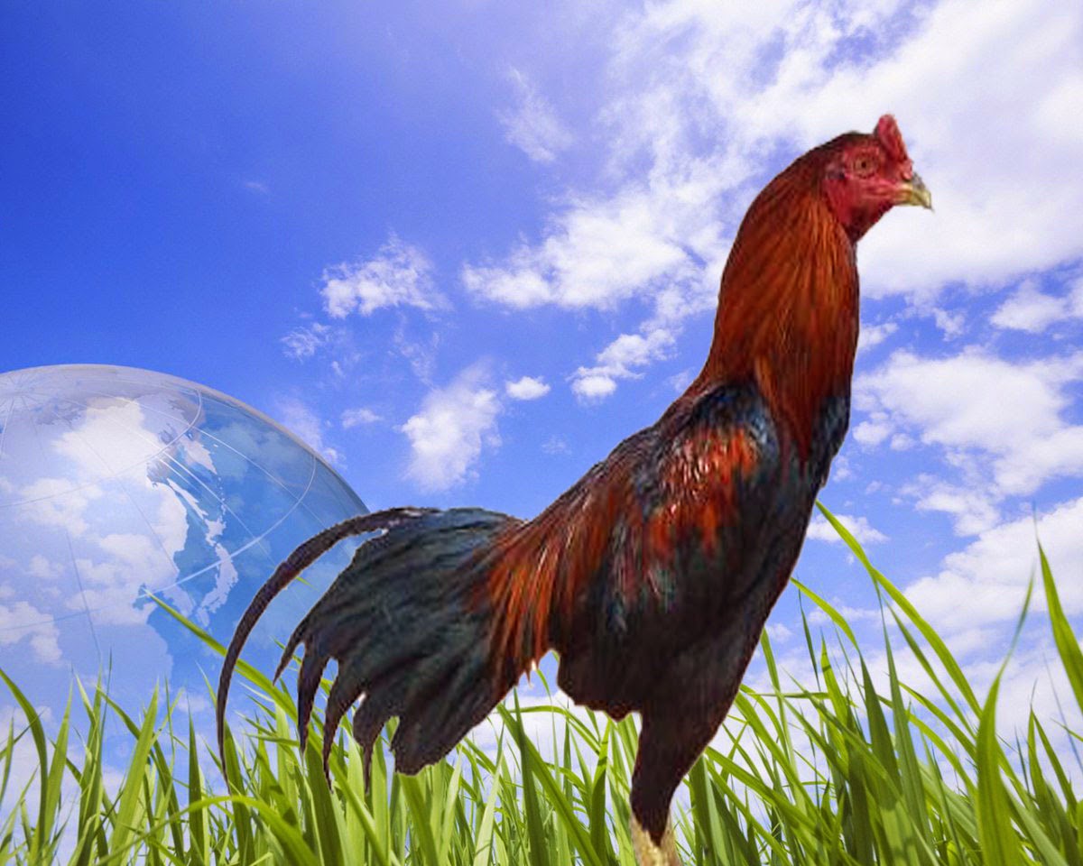 MENGETAHUI CIRI CIRI AYAM BANGKOK YANG BERKUALITAS Berbagai Macam Ayam
