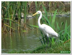 20120304_125608_095_AntlerBrook