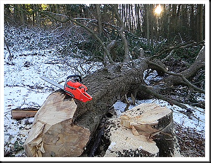 felling dec 2010 011