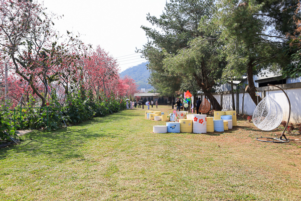 櫻花鳥森林上千棵櫻花結合蜀葵花、小火車、露營、美食、鸚鵡放飛秀