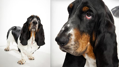 Basset Hound Dog Picture