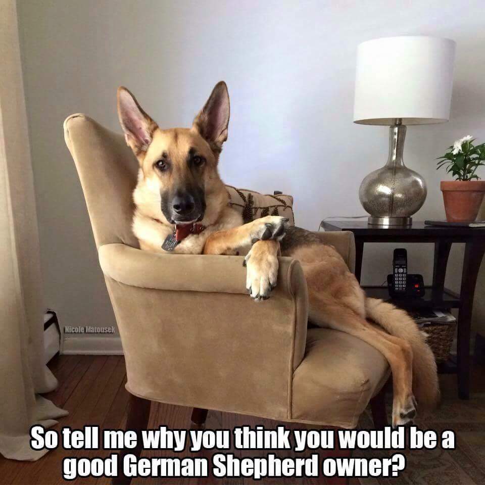 kelley's dog blog: so you want a gsd
