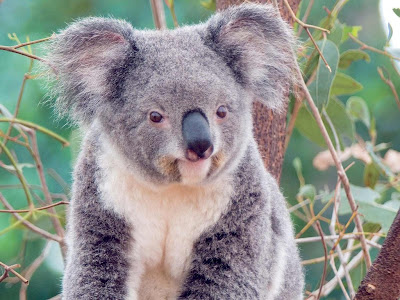 koala ivotinje download