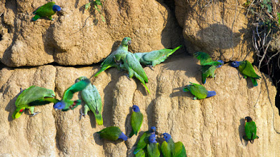 PARROT HD WALLPAPER FREE DOWNLOAD 45