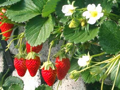  Gambar  Buah  Strawberry Merah Segar Aku Buah  Sehat