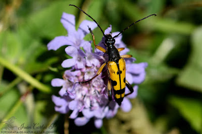 Rutpela Maculata (fotografia-de-naturaleza.blogspot.com)