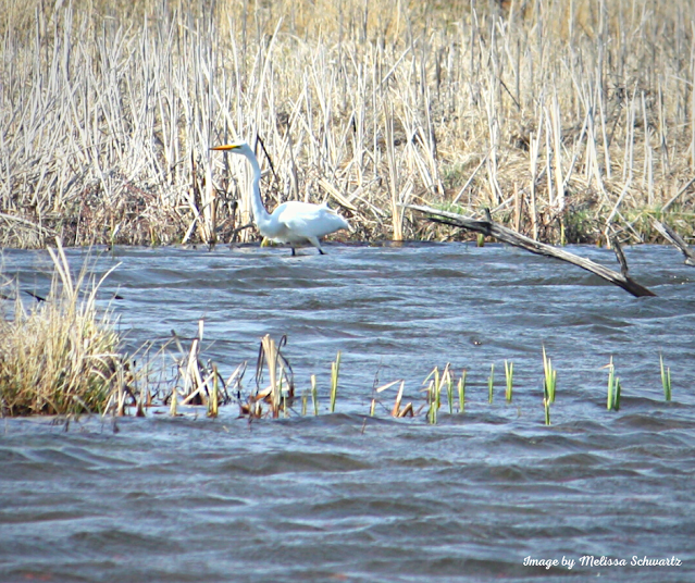 An egret fishes in a pond at Jelke Creek Bird Sanctuary.