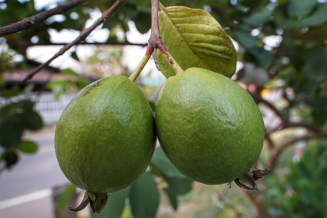 You will get success in life if you have seen green guava in your dream, know what it means