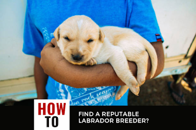Labrador Puppy Cost