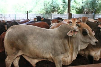 Analisa Keuntungan Peternakan Sapi Potong
