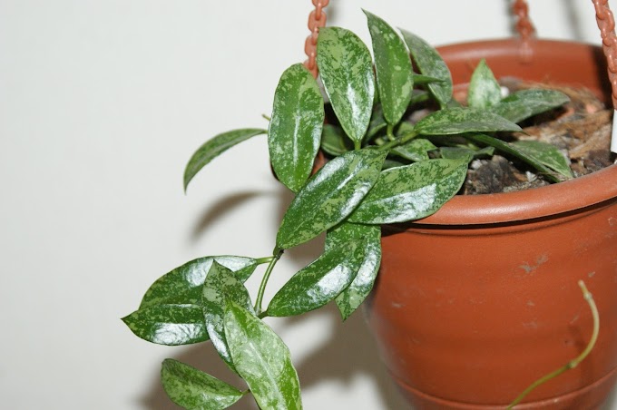 Lacunosa Snow Caps : Hoya lacunosa / My lacunosa is small but mature and she seems to prefer being a hanging plant.