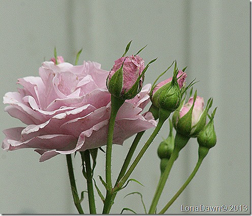 Rose_LavenderSimplicity_Hedge2