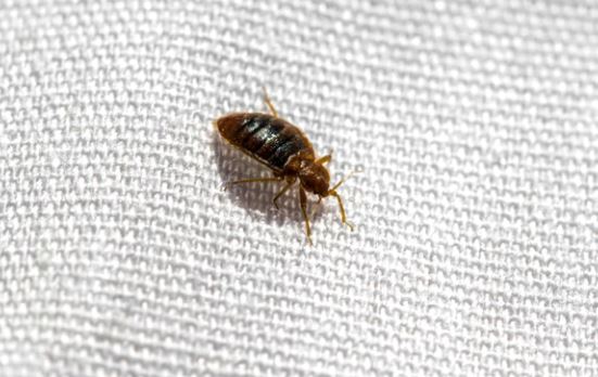 Bed Bug Extermination in Brooklyn, Queens, and Nassau County