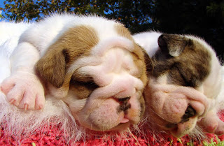 little english bulldog pets dog puppy puppies species breeds animal