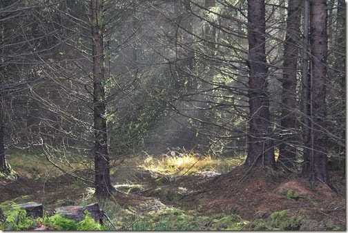 15-sunrays