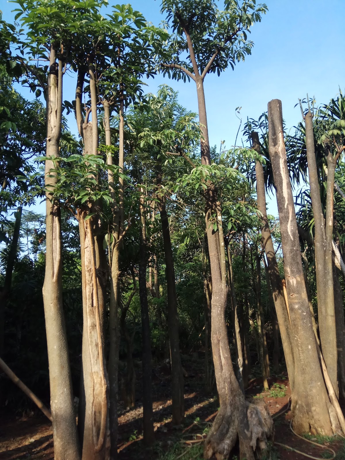 Daftar Harga Pohon Pule  untuk Taman di Surabaya Garden Style