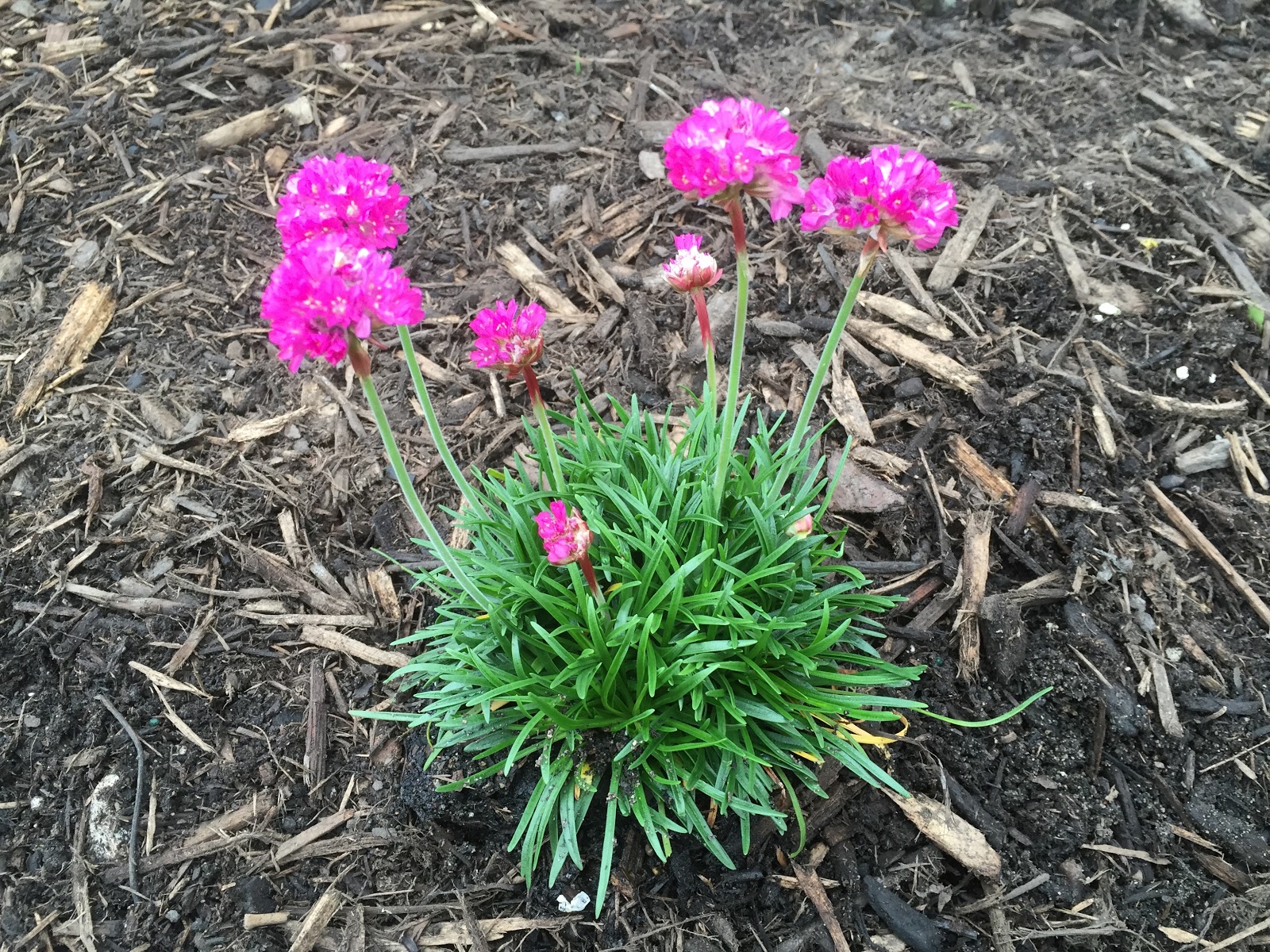 pink pompom flowers with grassy leaves