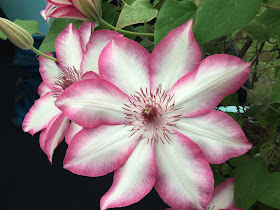 Pic of large white with pink trim Clematis flowers, buds and leaves