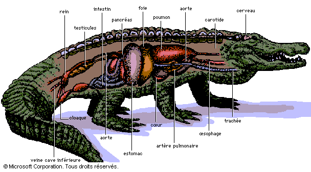 Resultado de imagen de The inside of a crocodile