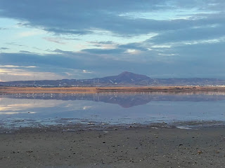 view of Larnaka Salt Lake and flamingoes