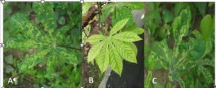 Identification of the cassava phytoplasma insect in Côte d’Ivoire