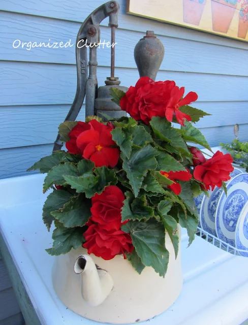 Tuberous begonia in a tea kettle