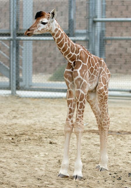 Muthu Rockzz Cute baby  giraffes 