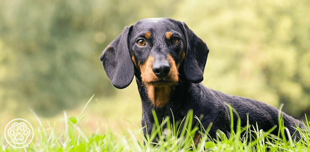 Hunting Dog Breeds: All About Hunting Dogs