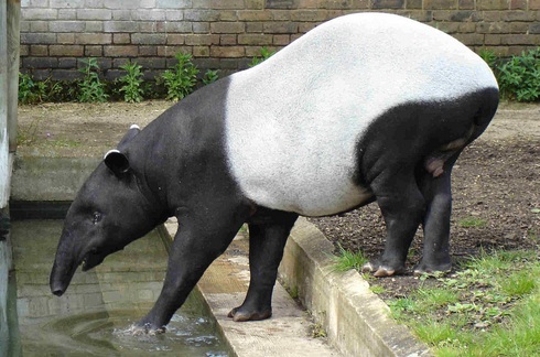 Tapir Hewan  Endemik  yang Hampir Punah ada di  Indonesia  