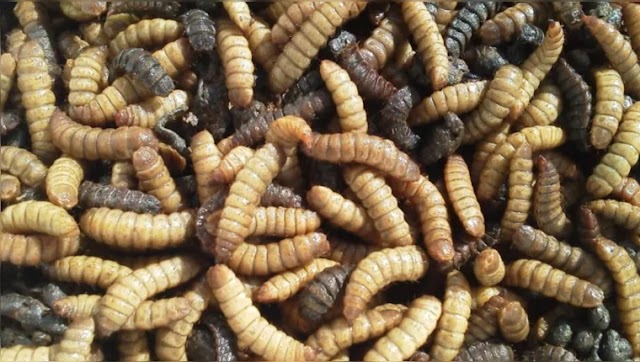 Você não vai acreditar onde essas larvas foram encontradas | Brazil News Informa