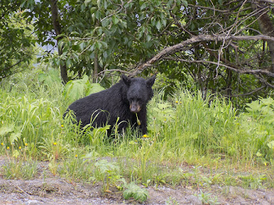 This Black Bear is Enjoying His Meal of Dandelions