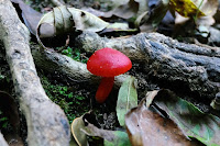 Singular seta encontrada en el bosque en Riells del Montseny