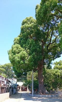 阿麻美許曾神社(大阪市東住吉区)