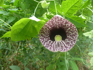 Aristoloche élégante - Aristolochia littoralis - Aristolochia elegans