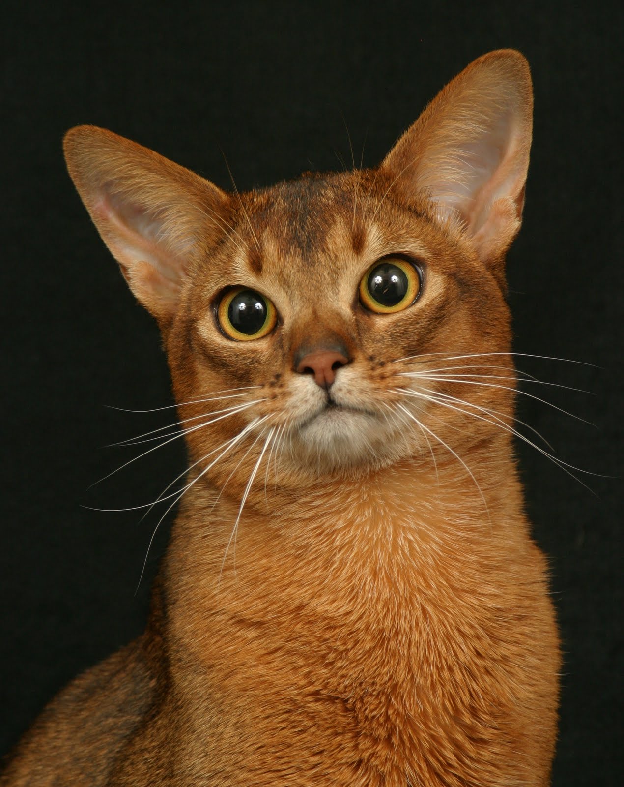 Download Encyclopedia of Cats Breed: Ruddy Abyssinian Cat | Tawny or Usual