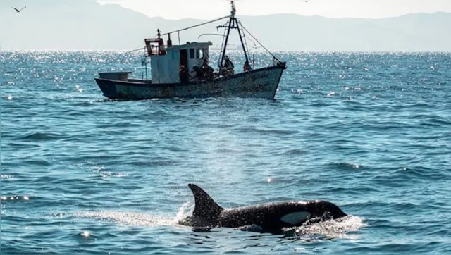Orcas afundam iate à vela no Estreito de Gibaltrar | Brazil News Informa
