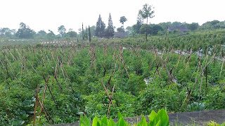 kebun tomat di depan homestay pinus