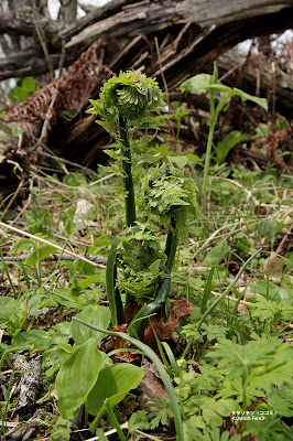 クサソテツ（コゴミ） ≪Ostrich Fern≫