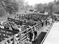 Russell Co., VA, beef to market