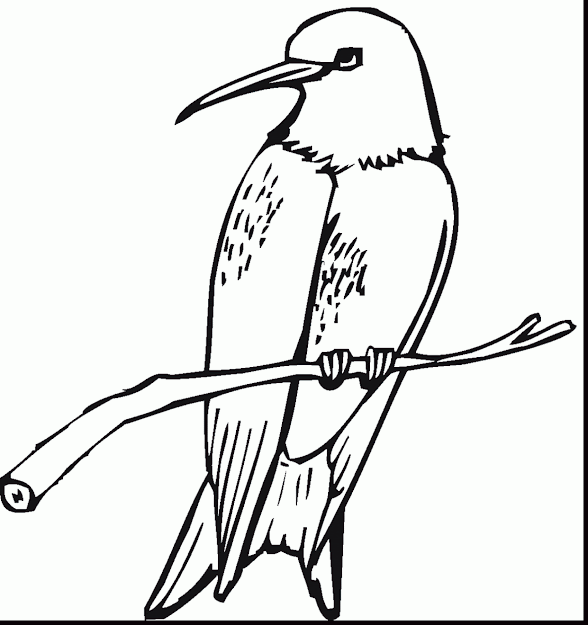 Beautiful Printable Hummingbird Coloring Pages With Hummingbird Coloring  Pages And Hummingbird Coloring Pages