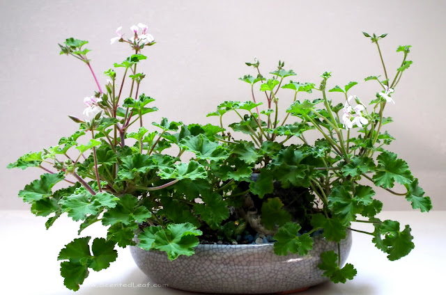 Pelargonium xFragrans: Tutti-Fruity  cultivar