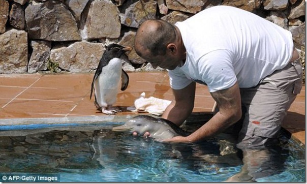 Um pinguim fica amigo de um golfinho bebê (1)
