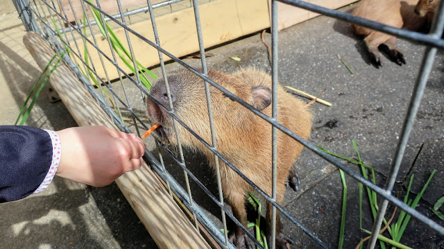 ネオパークオキナワ 沖縄 ふれあい広場 カピバラ