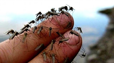 Awas.Serangan Virus Zika