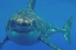 Grands requins blancs