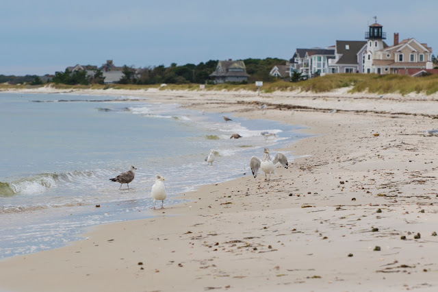 Seagull beach-Cape Cod