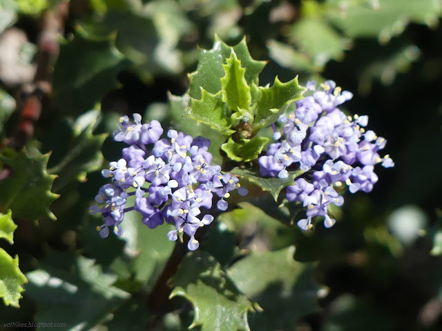 17: clusters of blue flowers and holly like leaves