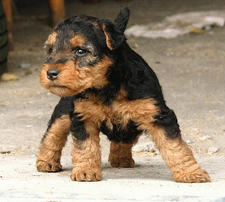 Welsh Terrier Puppies Picture