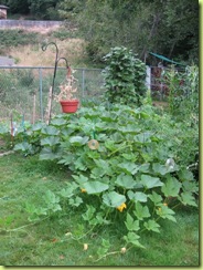 Big garden 03
