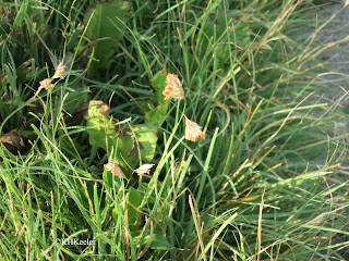 buffalo grass, male flowers